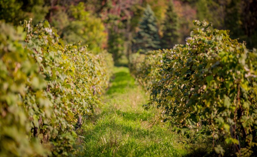 Lake Erie Wine Country Chautauqua County Visitors Bureau